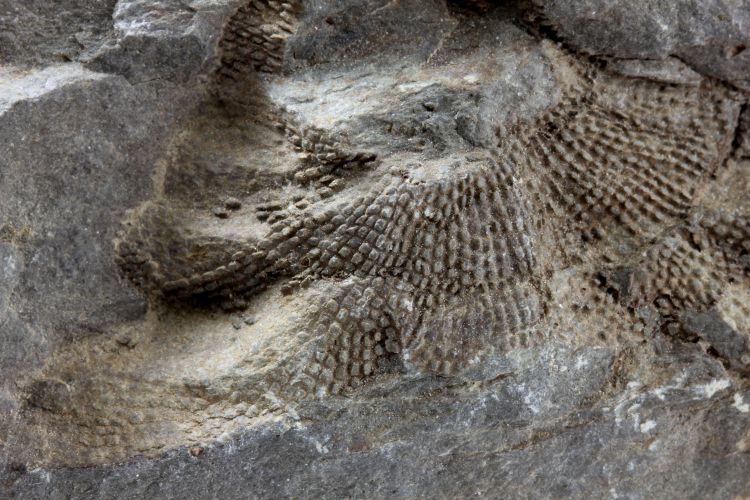Calcaire à bryozoaires Calcaire à Fenestella Massif ardennais  Vireux-Molhain Mur des Douaniers