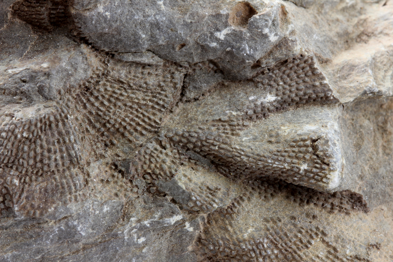 Calcaire à bryozoaires Calcaire à Fenestella Massif ardennais  Vireux-Molhain Mur des Douaniers