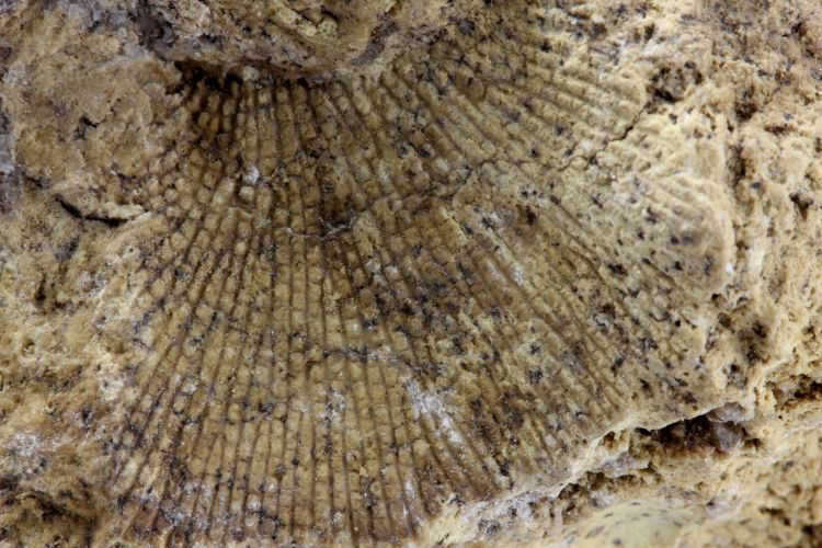 Calcaire à bryozoaires Fenestella retiformis Krölpa-Pößneck