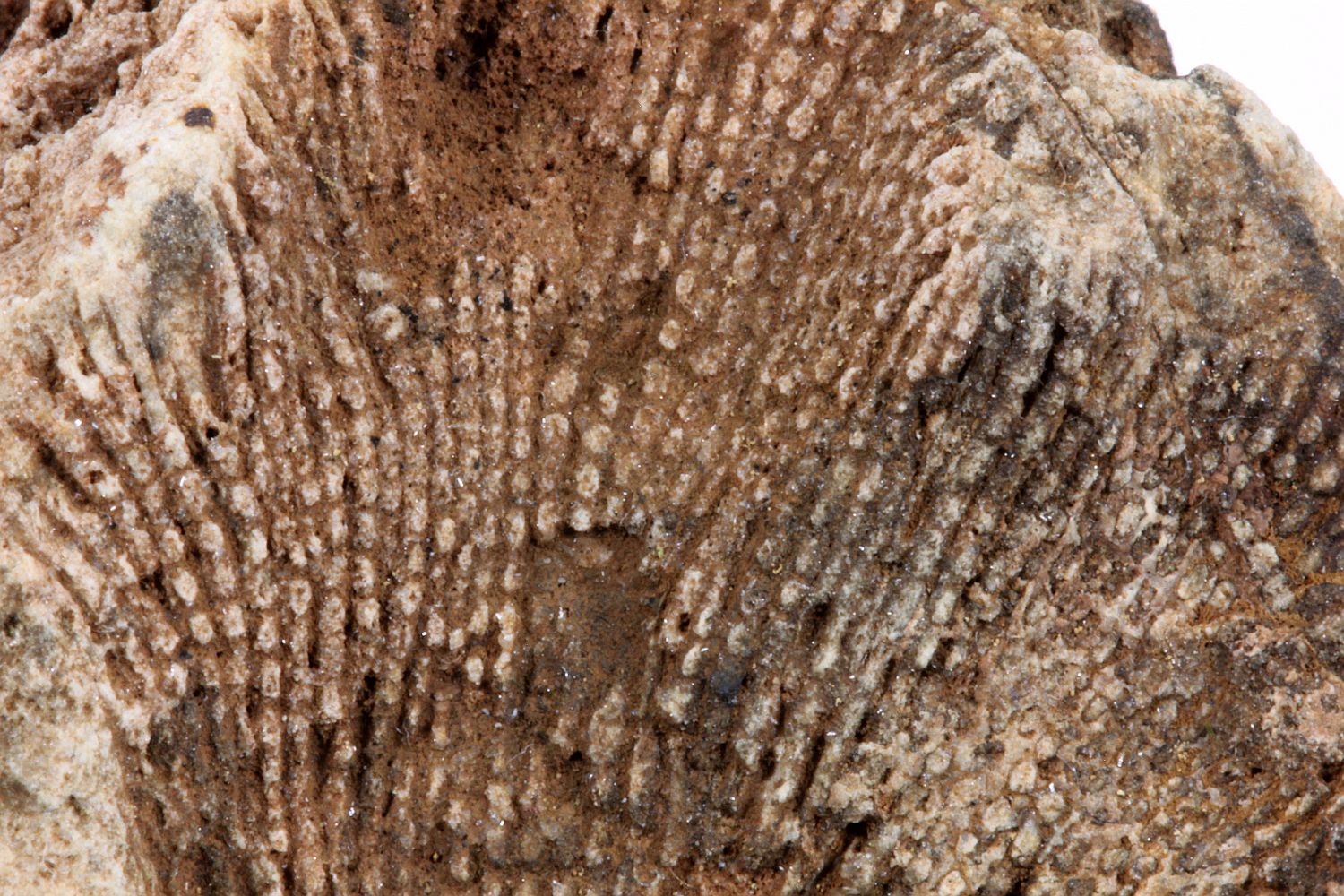 Bryozoaires Calcaire dolomitique à bryozoaires   Cabrières Vallarade