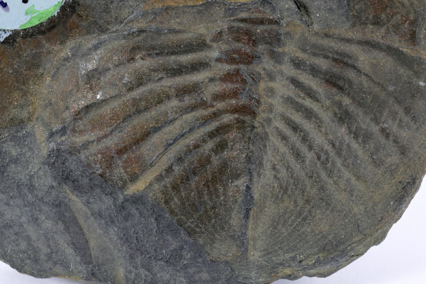 Nobiliasaphus nobilis Pygidium de Nobiliasaphus nobilis Massif armoricain