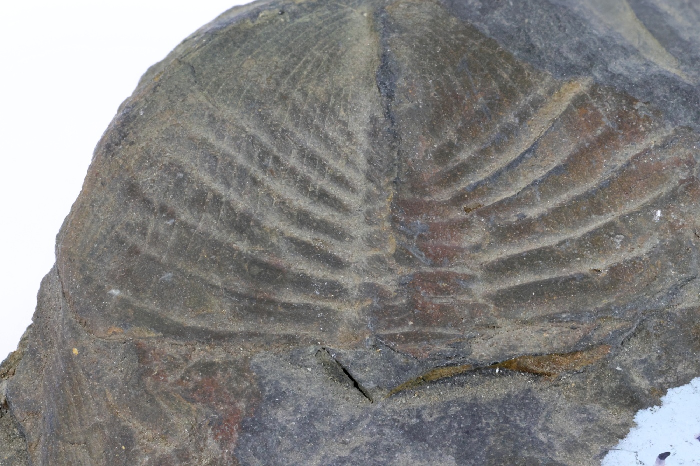 Nobiliasaphus nobilis Pygidium de Nobiliasaphus nobilis Massif armoricain