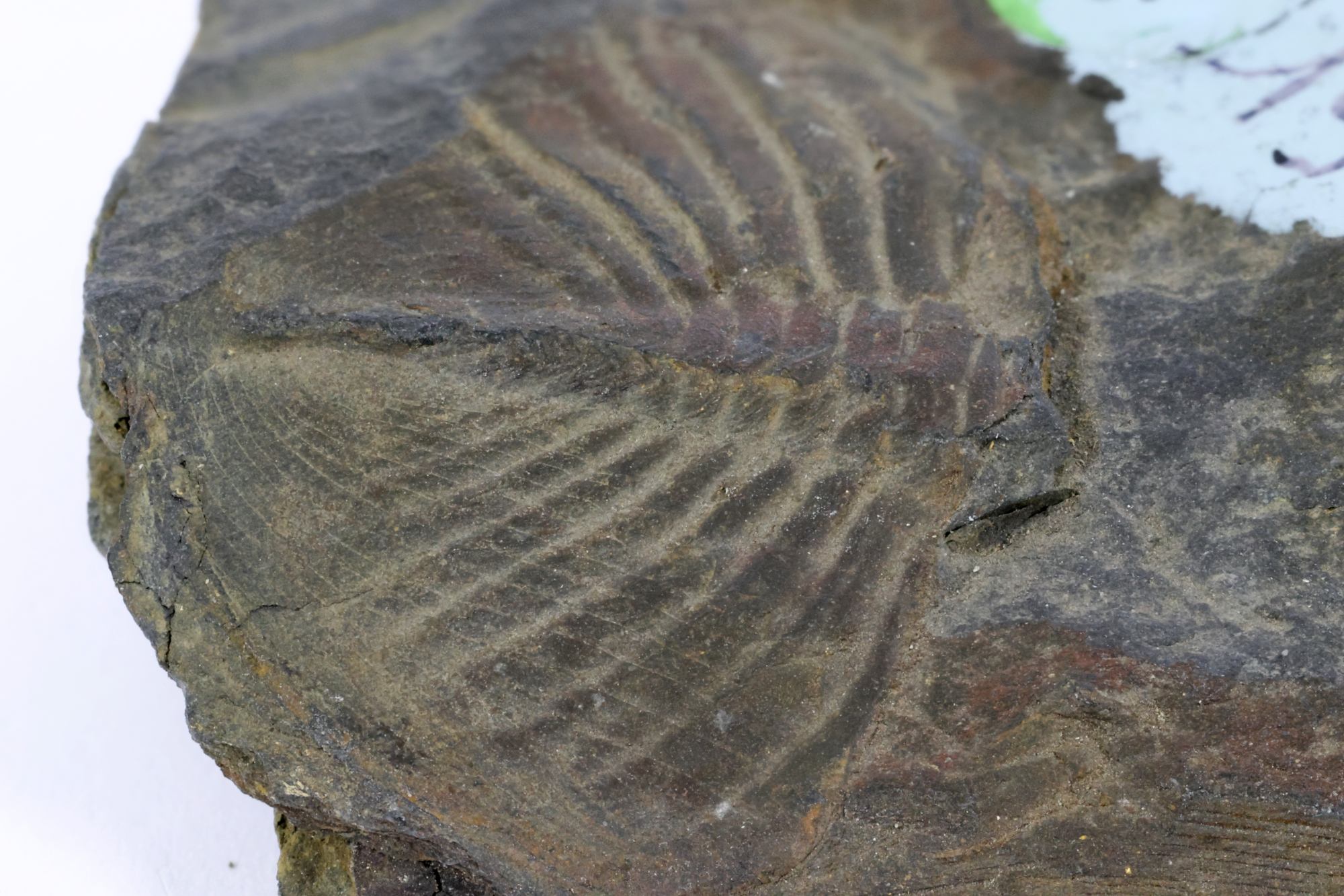 Nobiliasaphus nobilis Pygidium de Nobiliasaphus nobilis Massif armoricain   