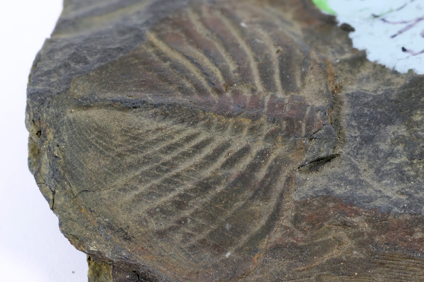 Nobiliasaphus nobilis Pygidium de Nobiliasaphus nobilis Massif armoricain