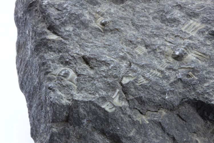 Calcaire riche en trilobites Calcaire riche en trilobites    