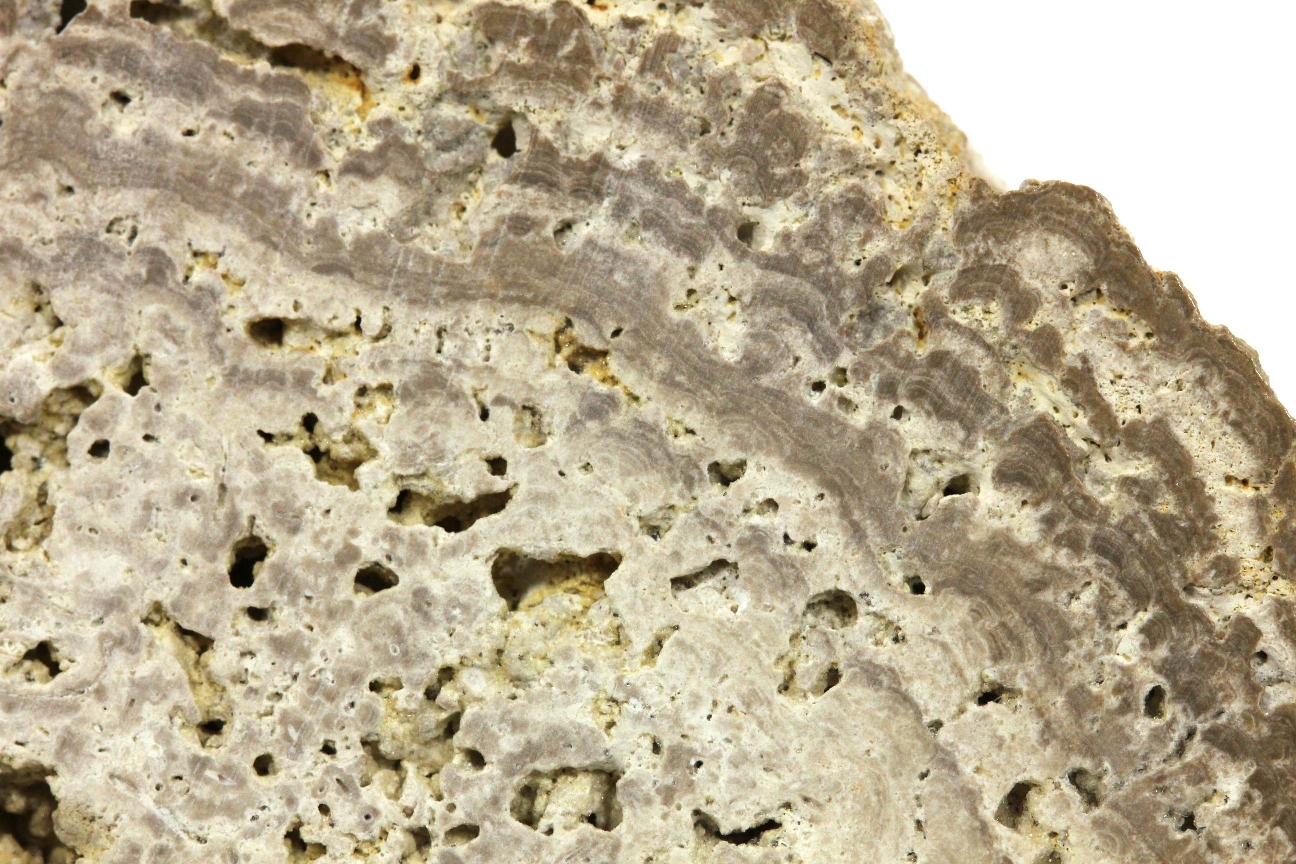 Stromatolites Stromatolites Bassin Parisien  Villers-Allerand 