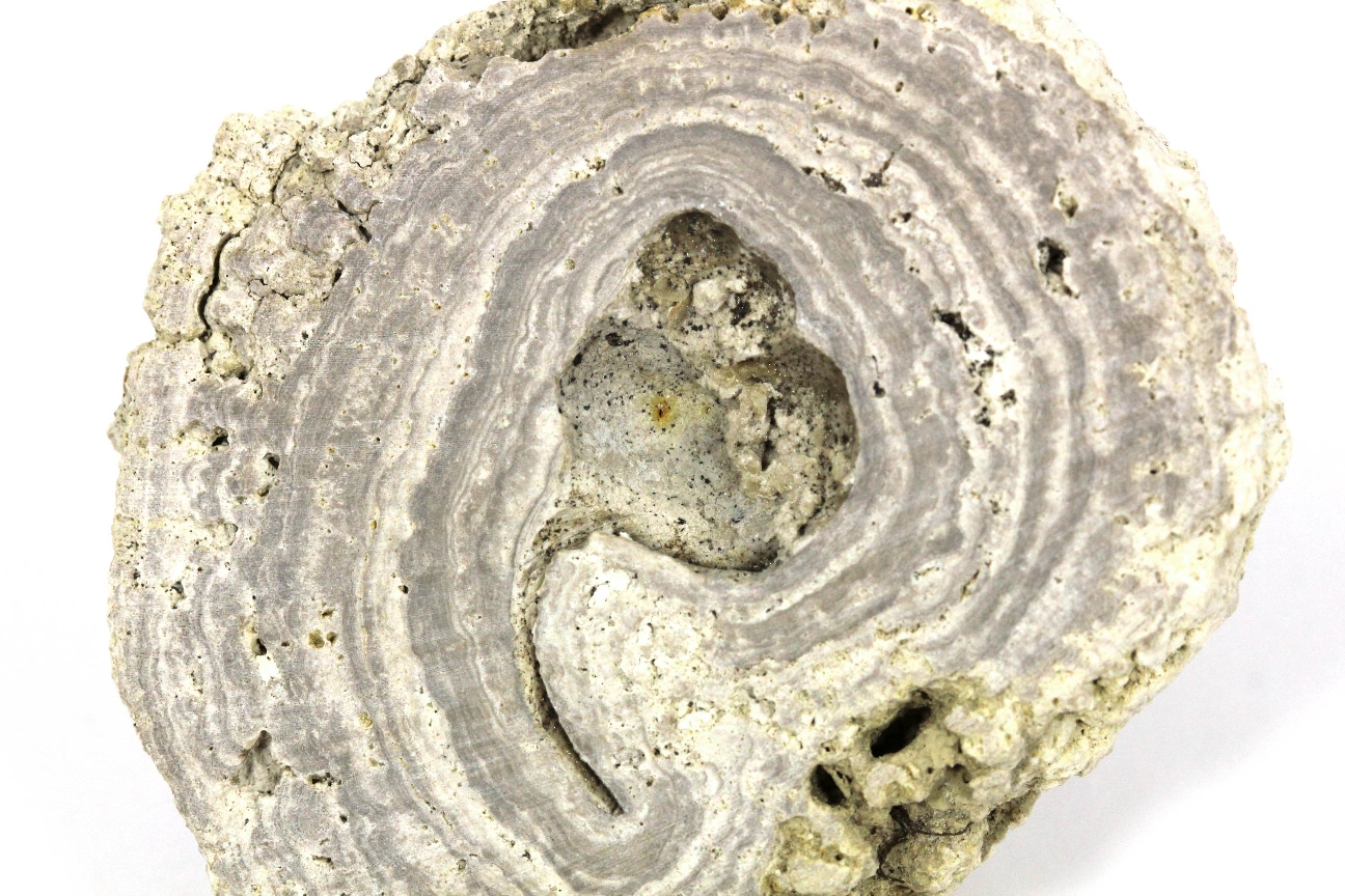 Stromatolites Stromatolites Bassin Parisien  Villers-Allerand 