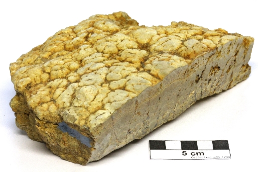 Stromatolites Stromatolites Massif central Limagne Saint Saturnin Proximité de Chadrat