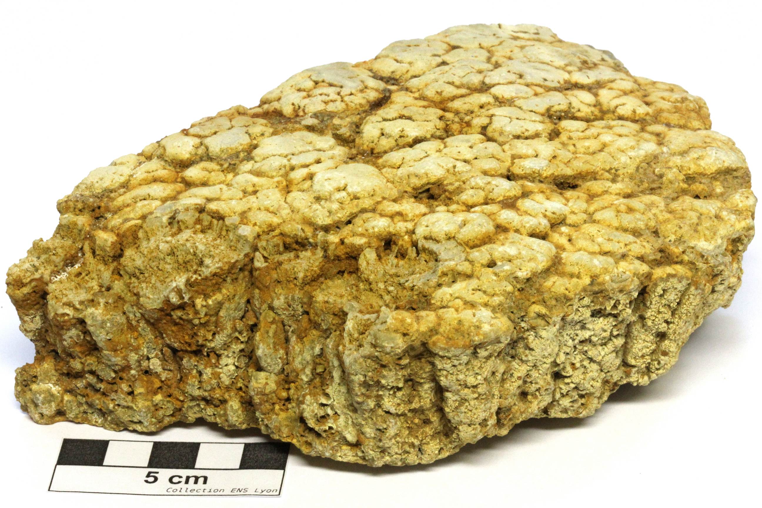 Stromatolites