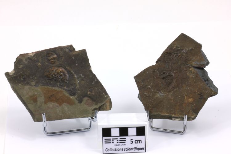 Olenellus Olenellus