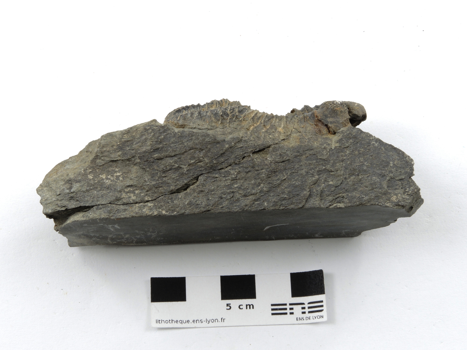 Geesops sparsinodosus gallicus