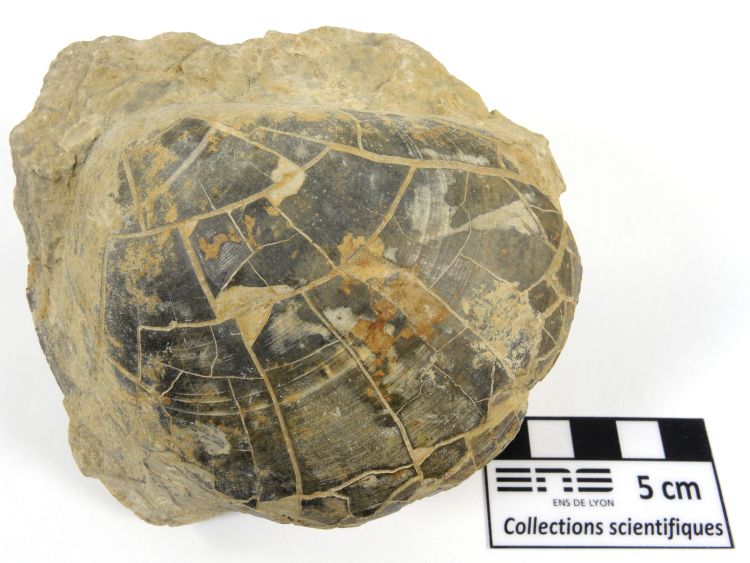 Plagiostoma Plagiostoma
