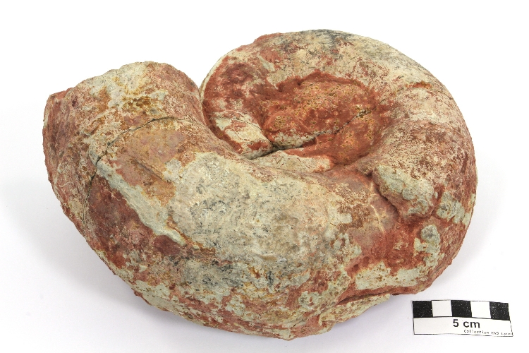Ammonite portant une trace de prédation Ammonite portant une trace de prédation   Saint Germain sur l’Arbresle 