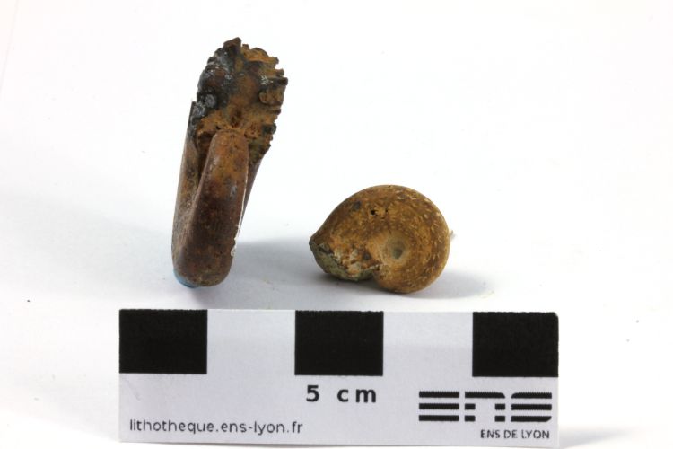 Neolissoceras grasianum Neolissoceras grasianum   La Motte-Chalençon Col Lazarier