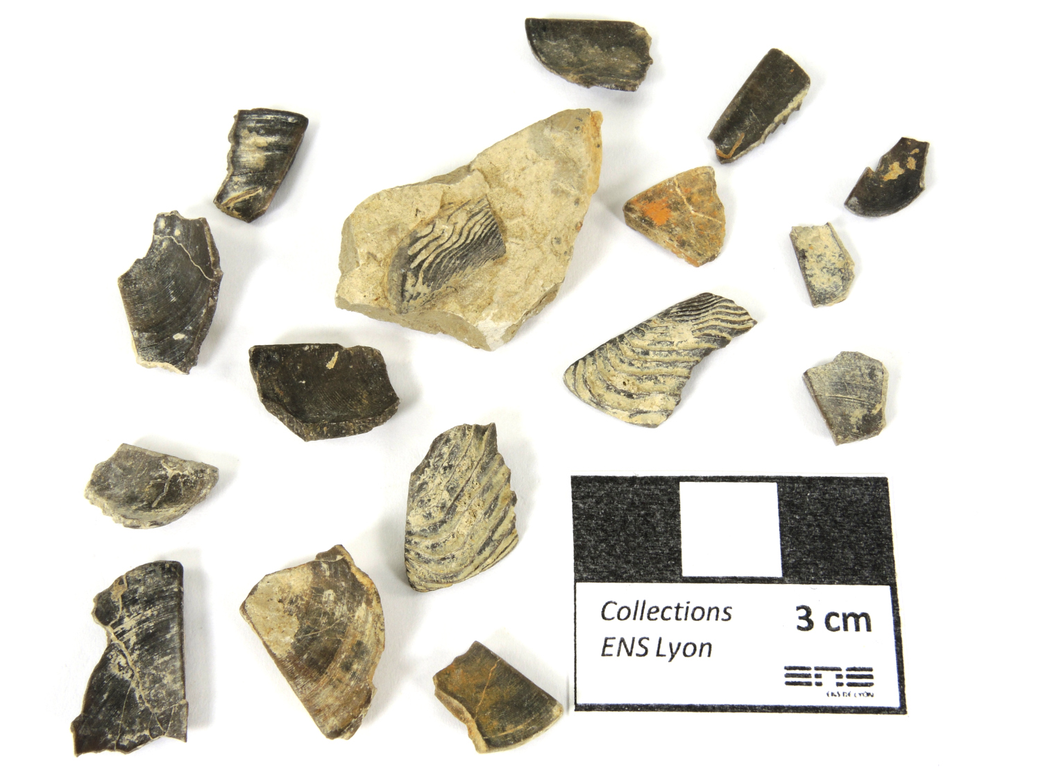Aptychus Éléments de mâchoires inférieures d’ammonites