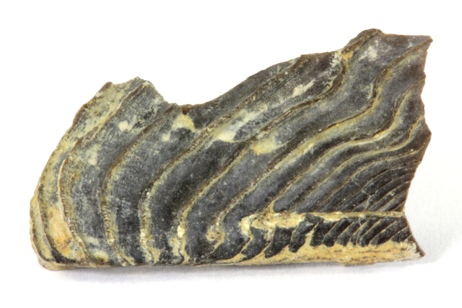 Aptychus Éléments de mâchoires inférieures d’ammonites    