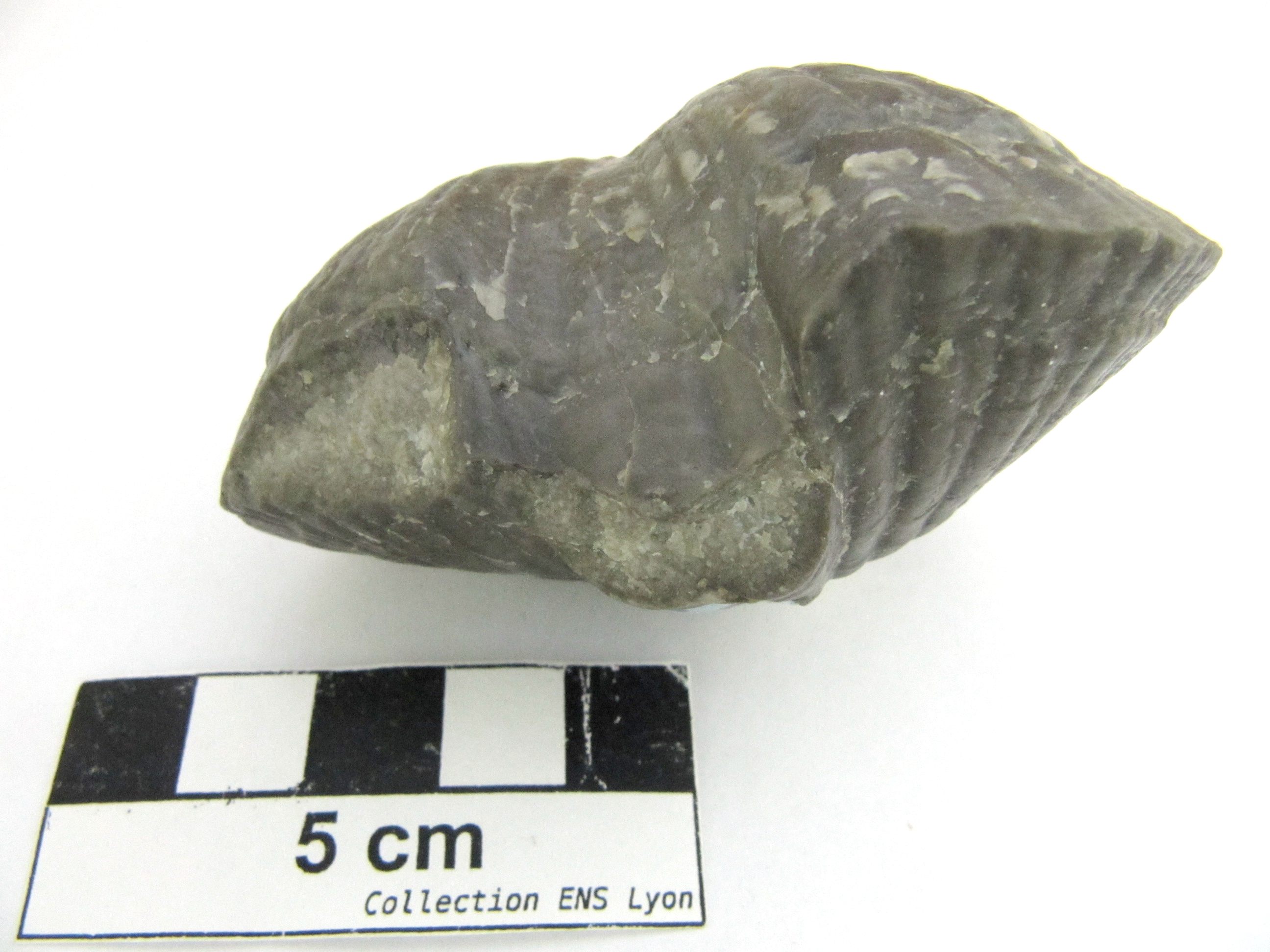 Cyrtospirifer verneuili Cyrtospirifer verneuili    