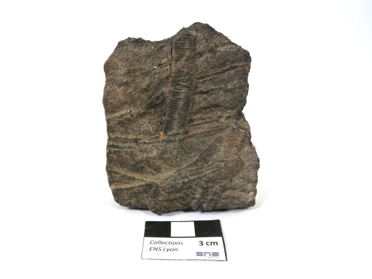 Calcaire à crinoïdes Fragments de tiges de crinoïdes dans un calcaire