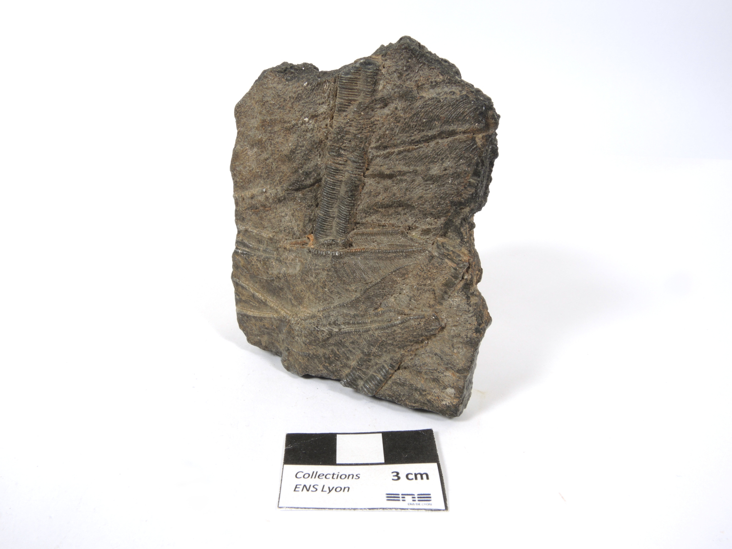Calcaire à crinoïdes Fragments de tiges de crinoïdes dans un calcaire    