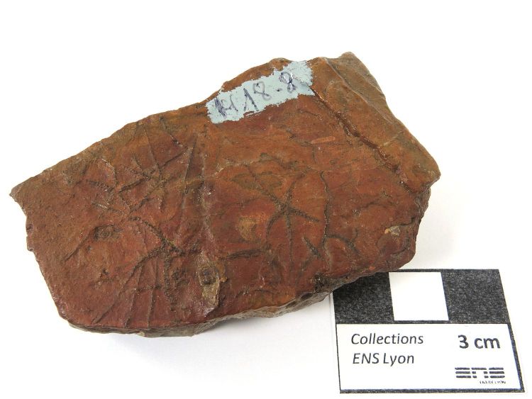 Ophiopinna elegans Ophiures fossiles    