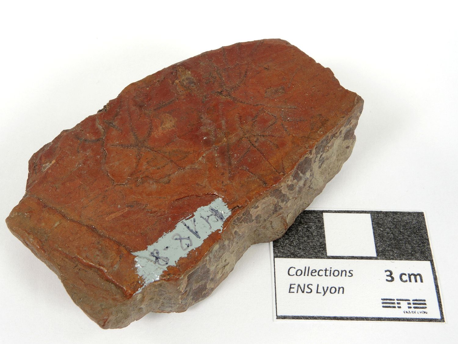 Ophiopinna elegans Ophiures fossiles    