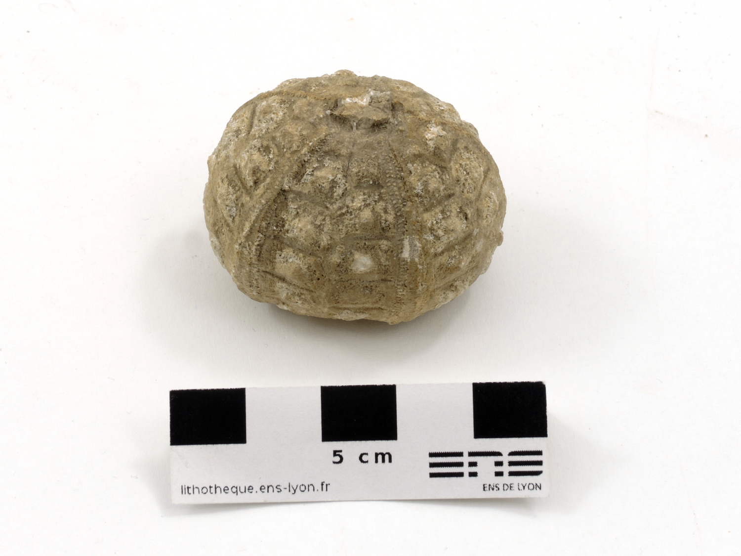 Hemicidaridae