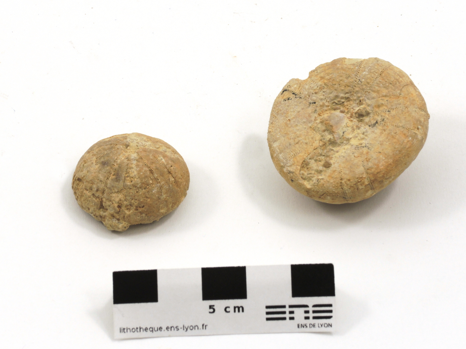 Holectypus