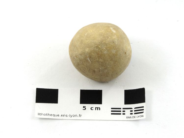 Conulus albogalerus Conulus albogalerus