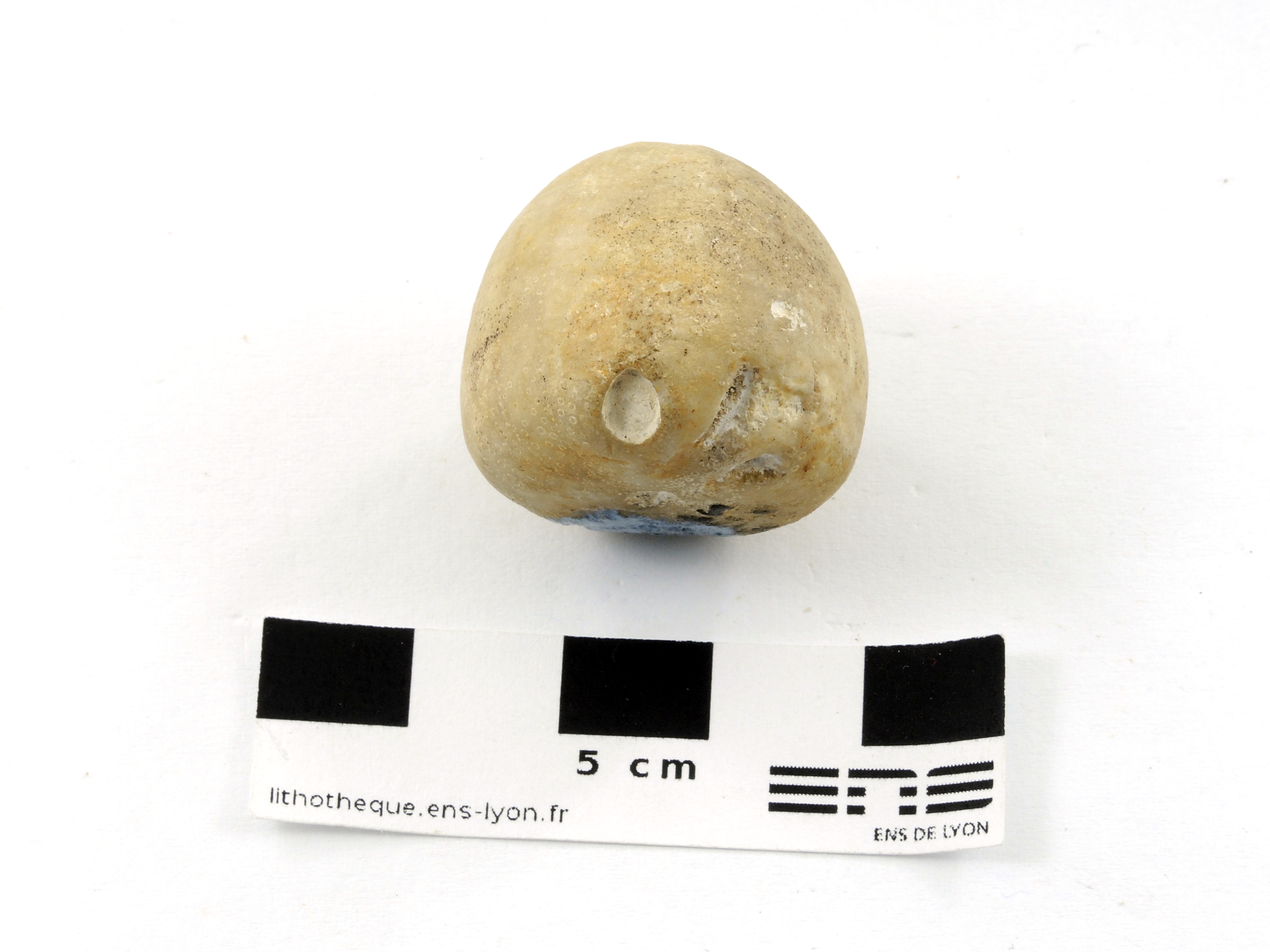 Conulus albogalerus Conulus albogalerus    