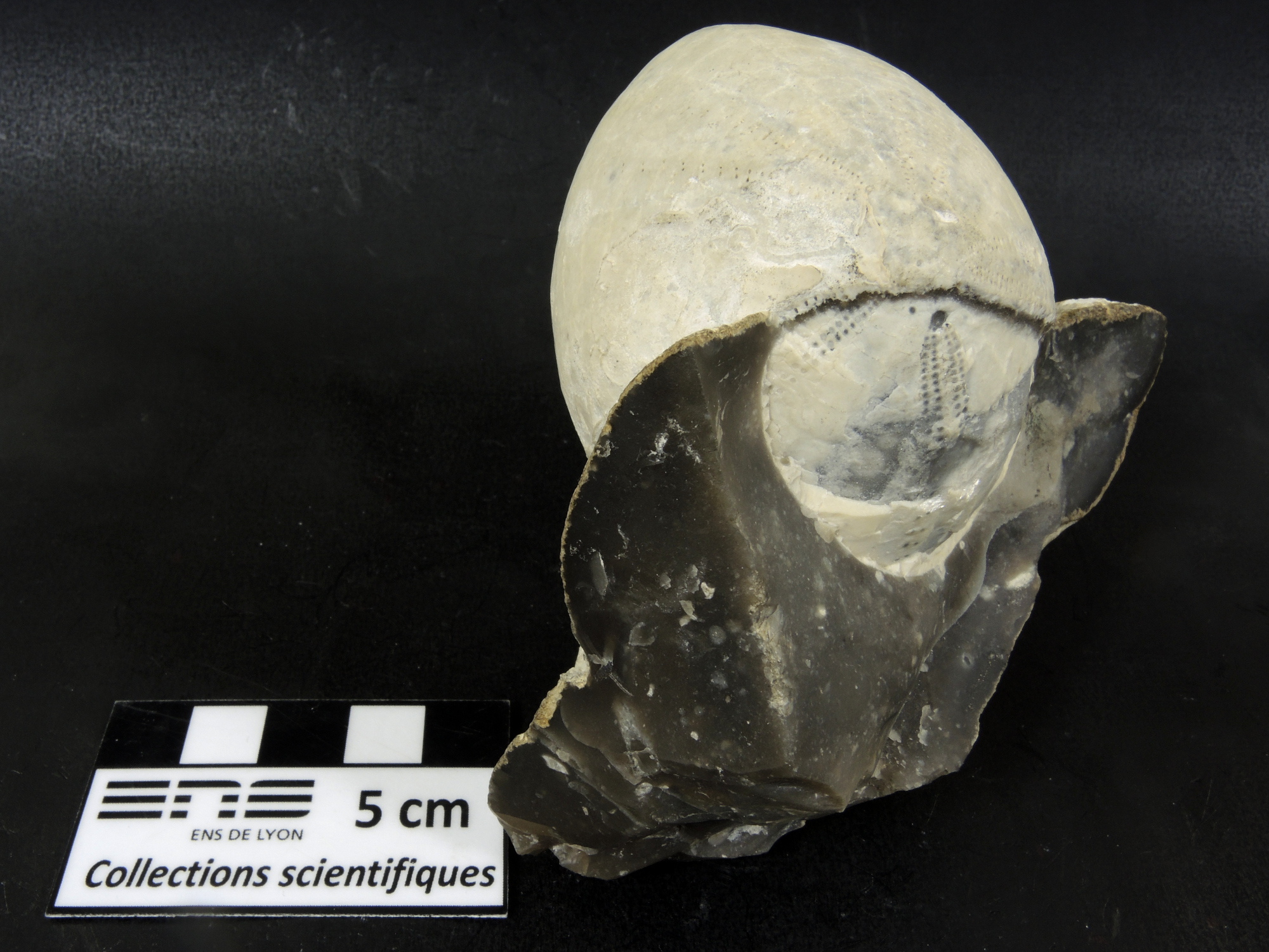 Echinocorys Fossile d’oursin sur un rognon de silex    