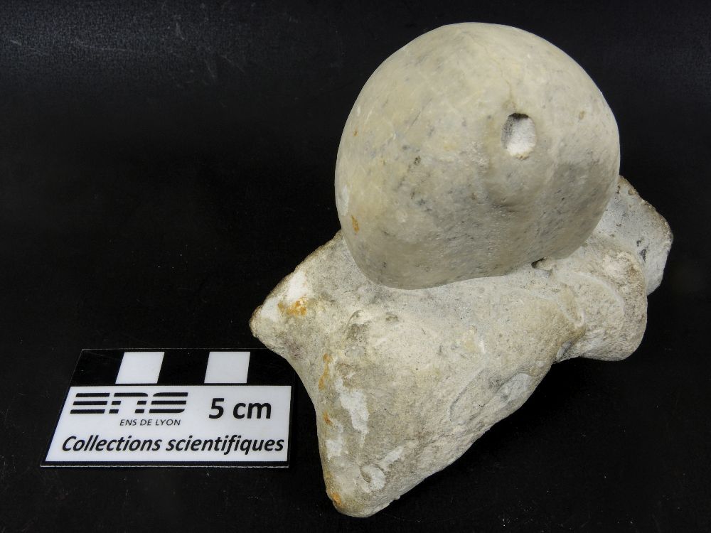 Echinocorys Fossile d’oursin sur un rognon de silex    