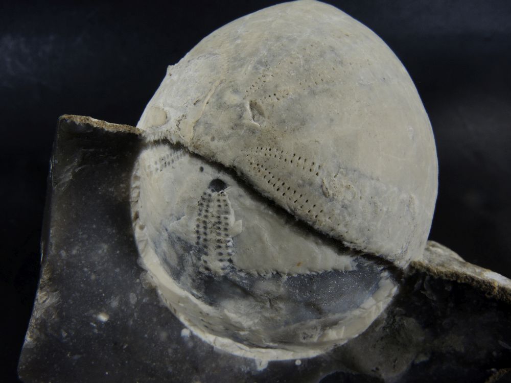 Echinocorys Fossile d’oursin sur un rognon de silex    