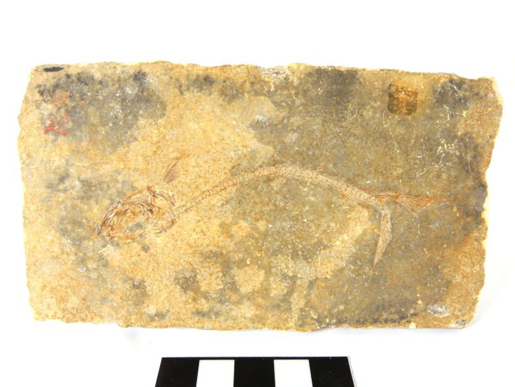 Leptolepis sprattiformis Calcaire lithographique à fossile de poisson (Leptolepis sprattiformis)   Solnhofen 