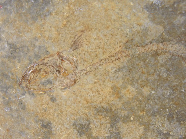 Leptolepis sprattiformis Calcaire lithographique à fossile de poisson (Leptolepis sprattiformis)   Solnhofen 