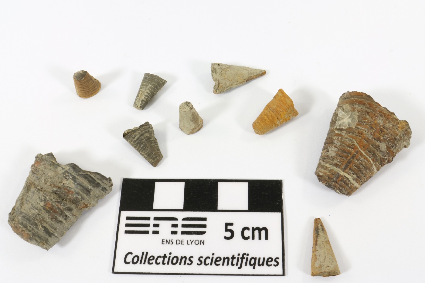 Phragmocônes de bélemnite Phragmocônes de bélemnite Jura Vosbles-Valfin