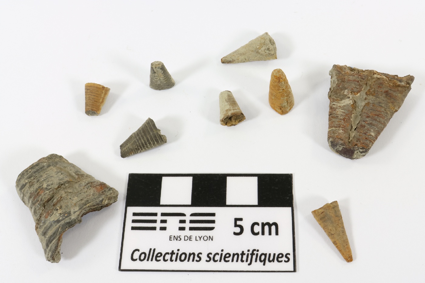 Phragmocônes de bélemnite Phragmocônes de bélemnite Jura Vosbles-Valfin
