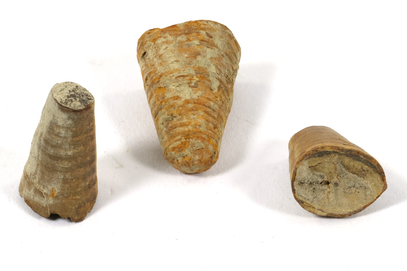 Phragmocônes de bélemnite Phragmocônes de bélemnite Jura Vosbles-Valfin