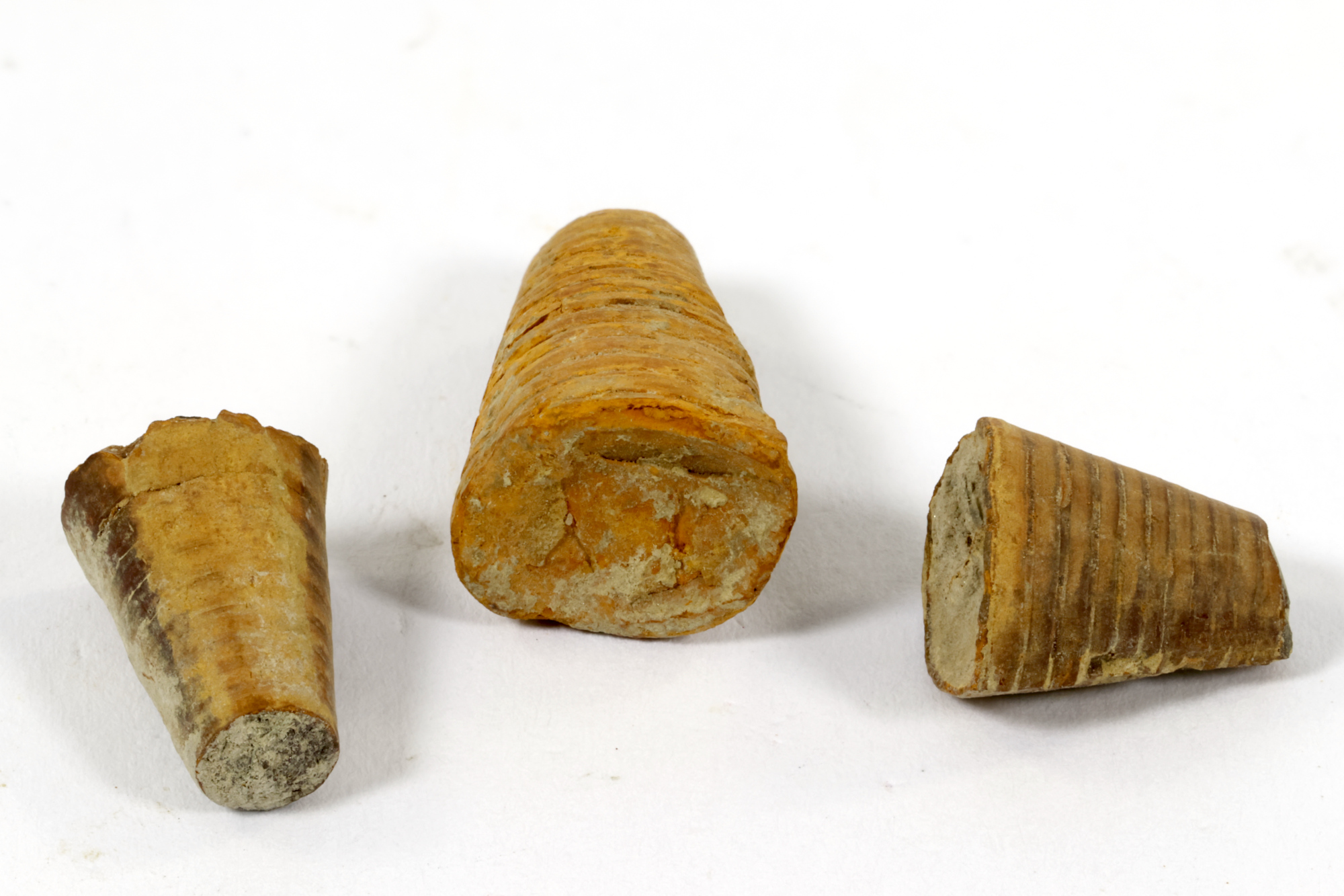 Phragmocônes de bélemnite Phragmocônes de bélemnite Jura  Vosbles-Valfin 