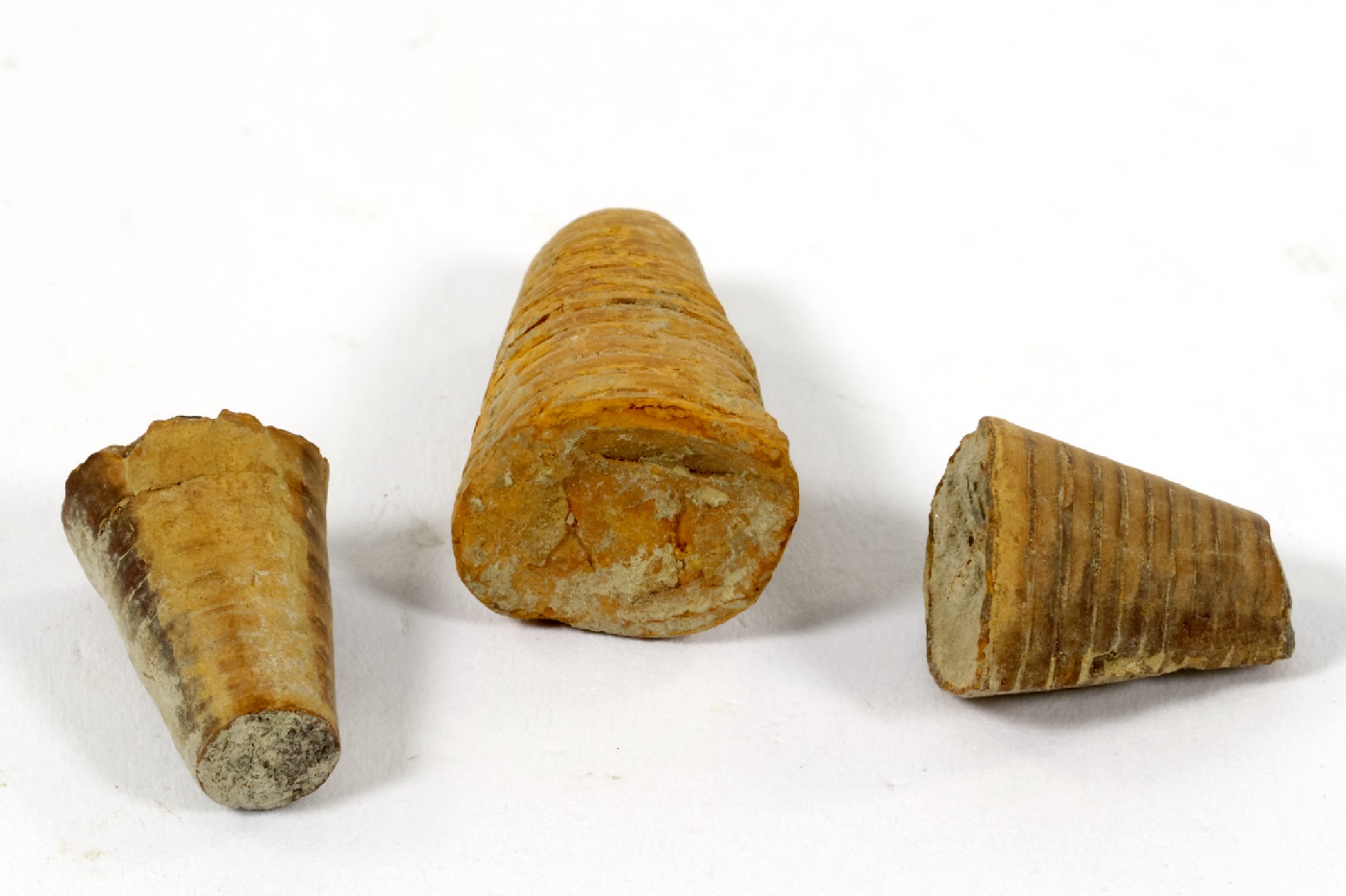 Phragmocônes de bélemnite Phragmocônes de bélemnite Jura Vosbles-Valfin