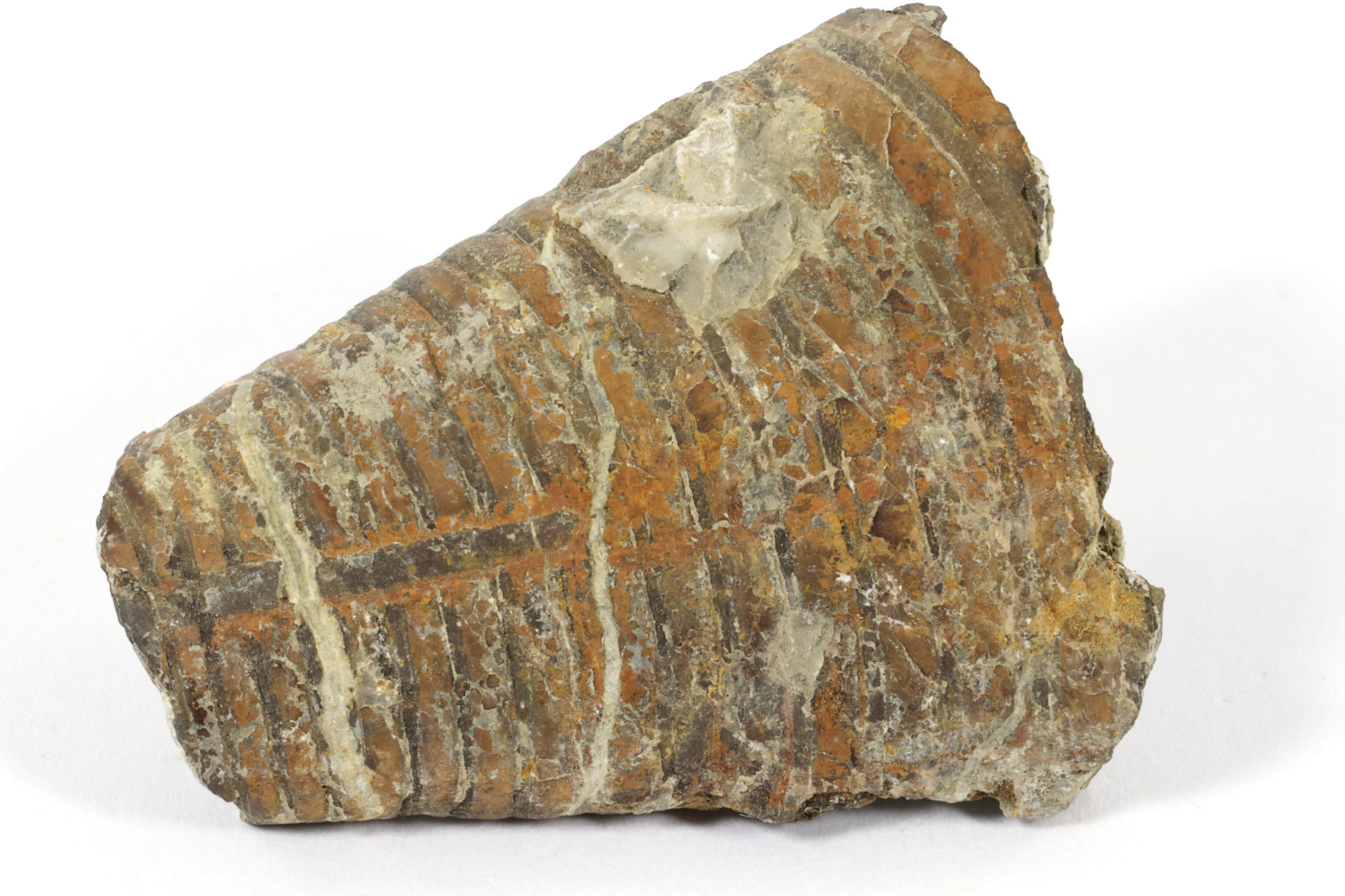 Phragmocônes de bélemnite Phragmocônes de bélemnite Jura  Vosbles-Valfin 
