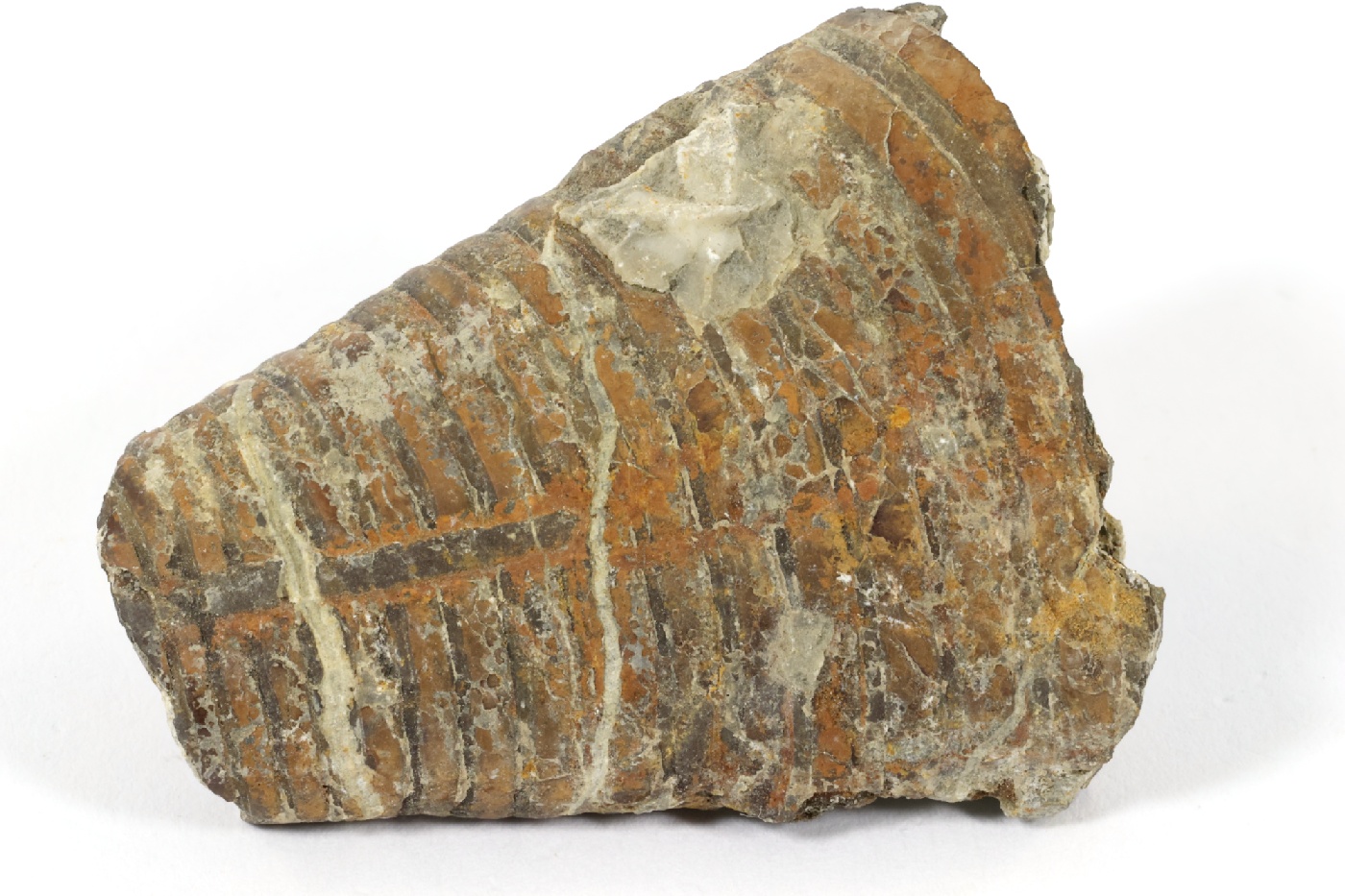 Phragmocônes de bélemnite Phragmocônes de bélemnite Jura Vosbles-Valfin