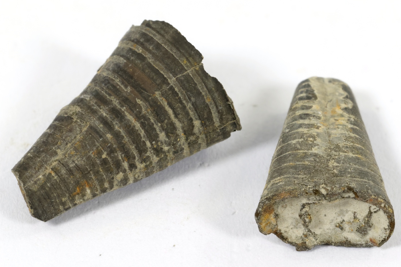 Phragmocônes de bélemnite Phragmocônes de bélemnite Jura Vosbles-Valfin