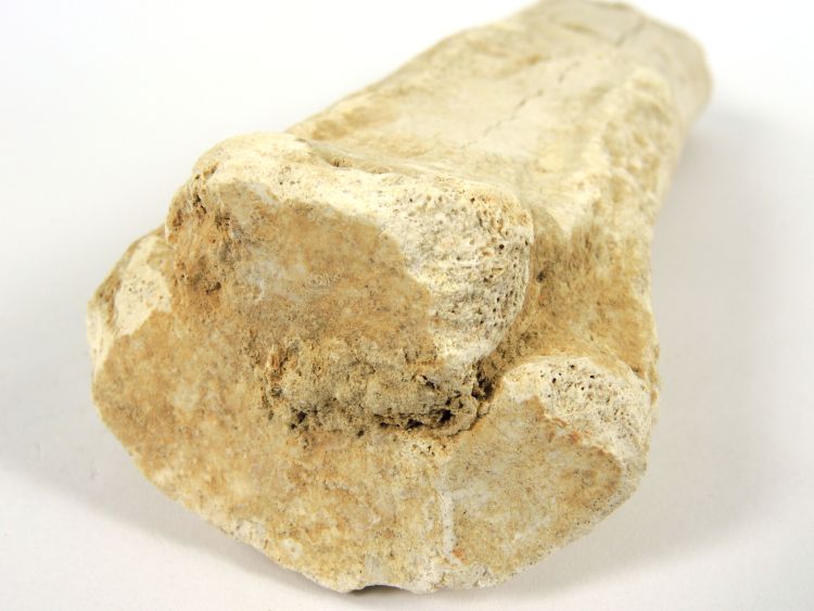 Os métacarpien fossile de cheval Fragment d’os canon antérieur gauche de cheval   Solutré-Pouilly Roche de Solutré
