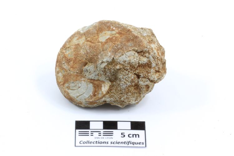 Paracenoceras Nautile fossile   Plombières-lès-Dijon Chemin de la Pérousse