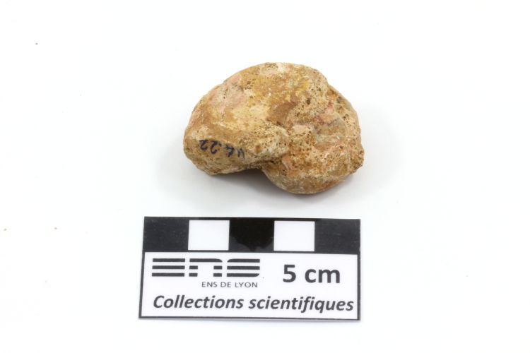 Paracenoceras Nautile fossile   Plombières-lès-Dijon Chemin de la Pérousse