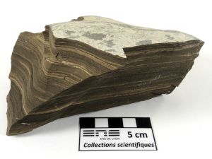 Calcaire lithographique bitumineux Laminites bitumineuses d’Orbagnoux Jura  Corbonod Orbagnoux