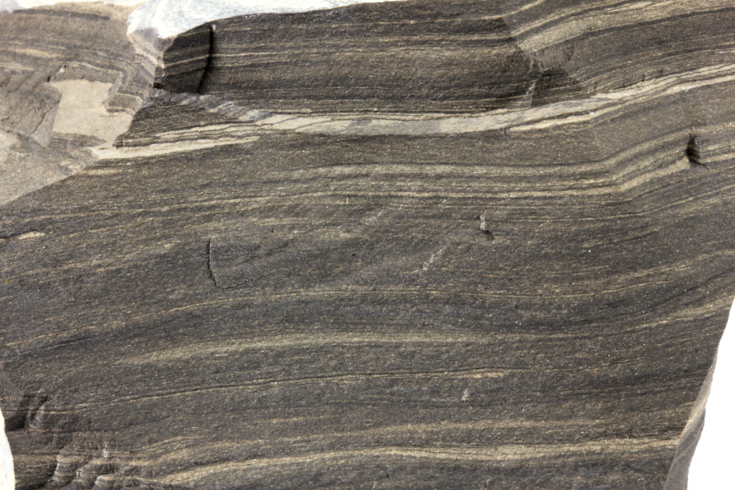 Calcaire lithographique bitumineux Laminites bitumineuses d’Orbagnoux Jura  Corbonod Orbagnoux