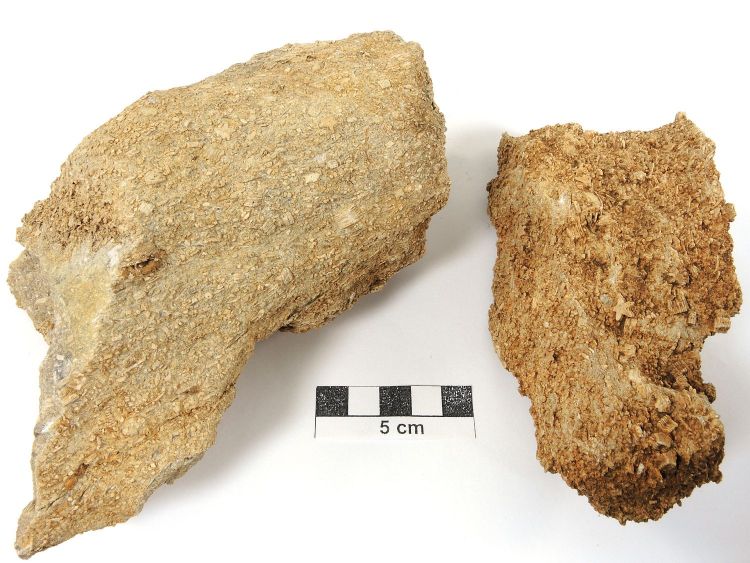 Encrinite Calcaire à entroques Jura Cleyzieu Creux de Lent