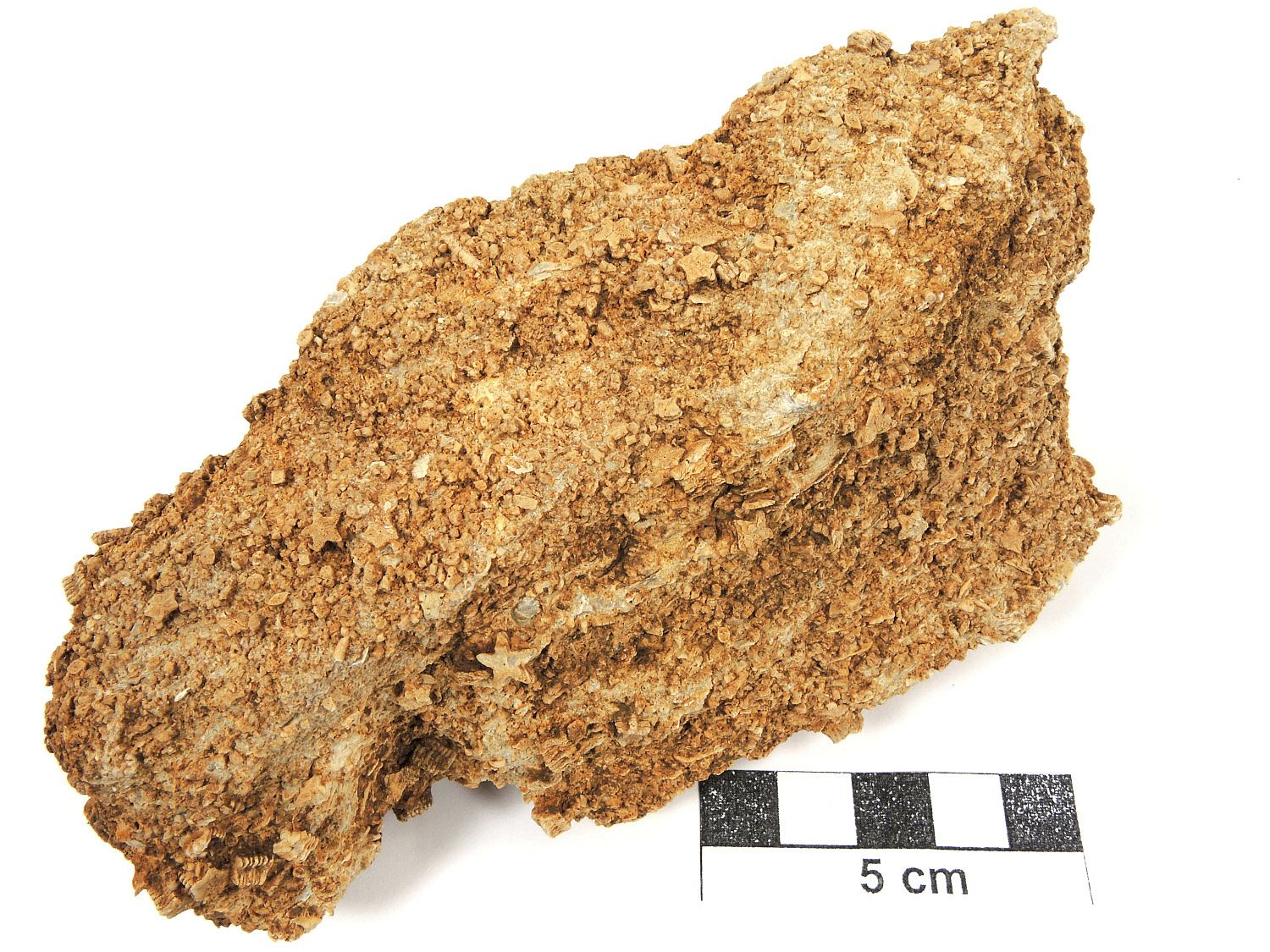 Encrinite Calcaire à entroques Jura  Cleyzieu Creux de Lent