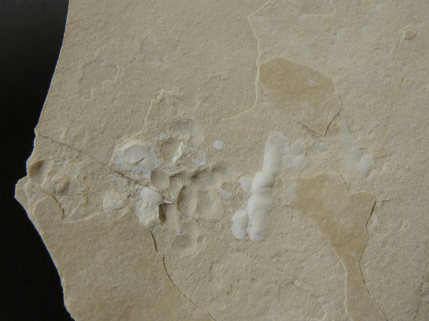 Calcaire lithographique à ichnofossiles Calcaire à coprolithes de poissons Jura  Cerin Carrière de Cerin